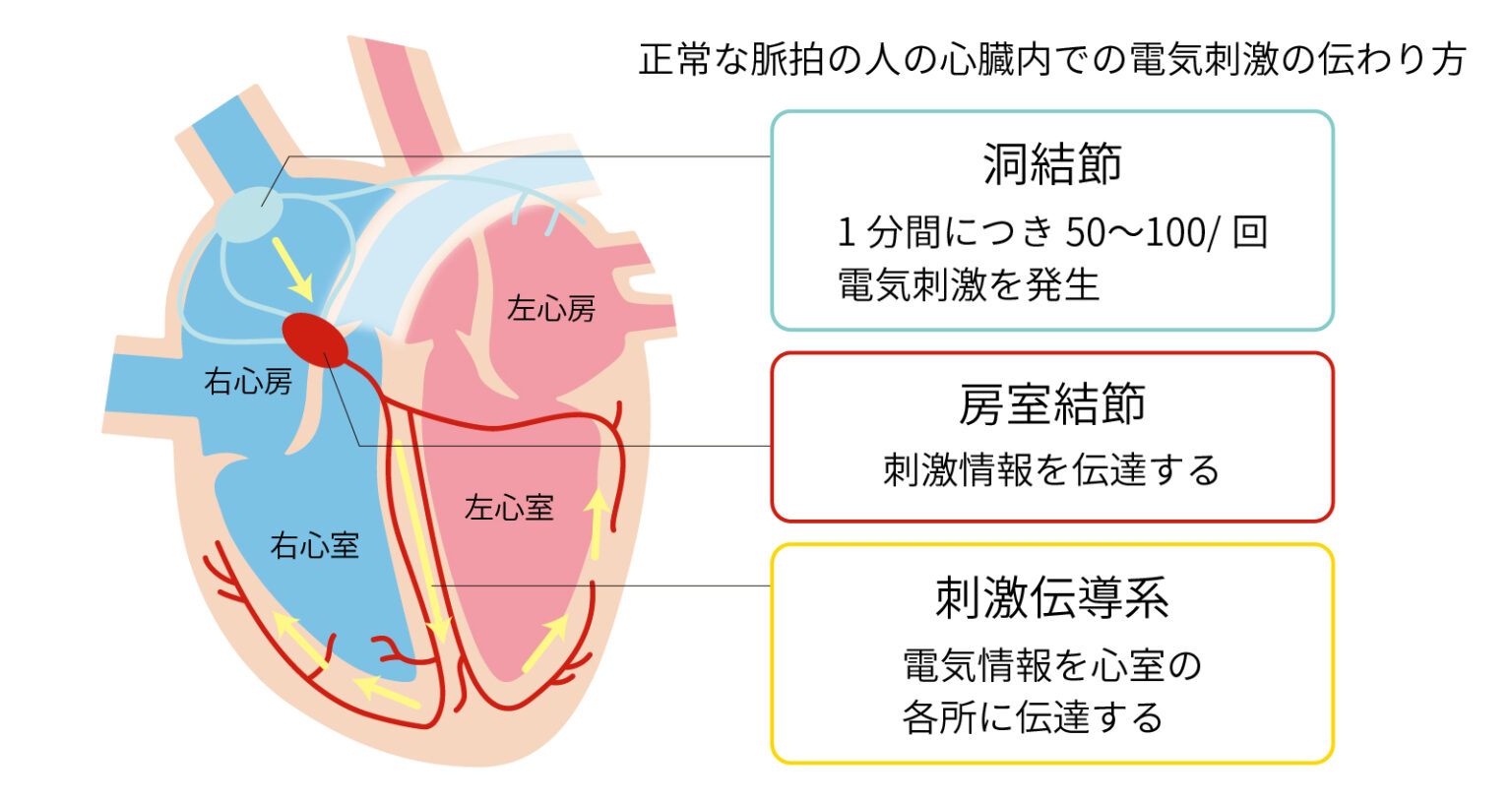 徐脈とは｜症状・原因・治療法について解説 | 不整脈の名医